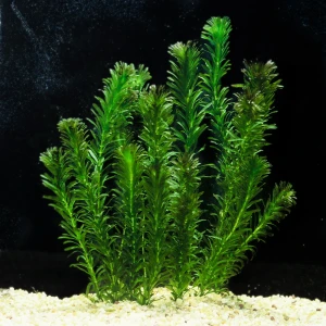 Egeria densa moczarka