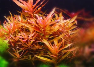 Ammania senegalensis