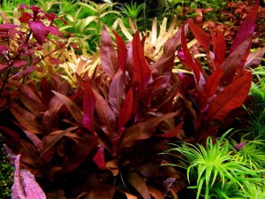Alternanthera reineckii mini