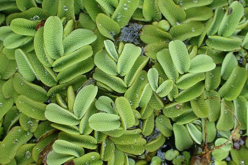 salvinia_natans.jpg