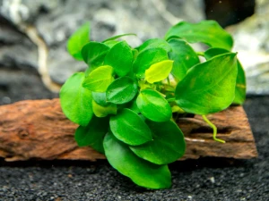 Anubias NANA