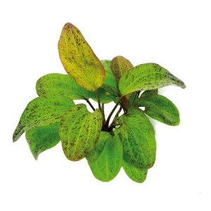 Echinodorus Ocelot Green