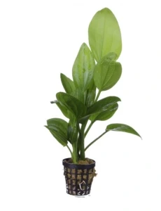 Echinodorus Macrophyllus