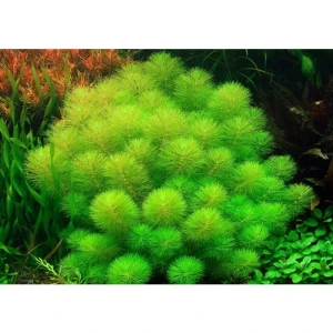 Limnophila Aquatica - lisi ogon