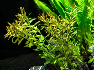 Ludwigia Repens Narrow
