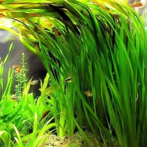 Vallisneria Green Americana