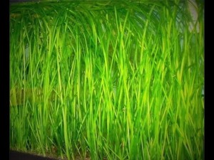 Vallisneria spiralis