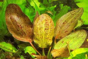 Echinodorus Ocelot Red