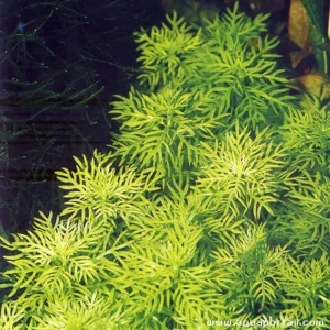 Hottonia inflata