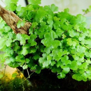 Hydrocotyle tripartita japan