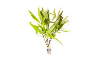 Hygrophila siamensis 