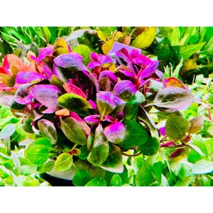 Lobelia cardinalis