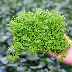 Micranthemum "Monte Carlo" na siatce