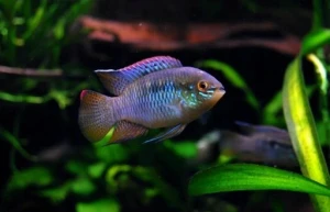Akara cętkowana - Laetacara curviceps 