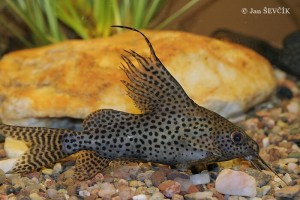 Synodontis velifer