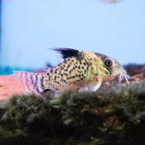 Kirysek fioletowy (przyprószony) - Corydoras leucomelas