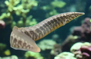 Długonos paskowany - Macrognathus circumcinctus