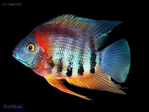 Pielęgnica severum Rotkeil - Heros cf. efasciatus “Rotkeil”