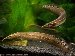 Długonos ciernisty - Węgorzyk - Macrognathus aculeatus