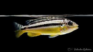 Pyszczak złocisty - Melanochromis auratus