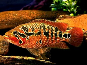 Pielęgnica motaguańska – Parachromis motaguensis
