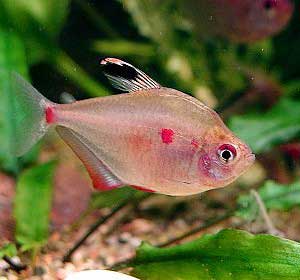 Bystrzyk Pereza - Hyphessobrycon erythrostigma