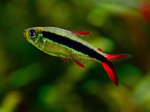 Hokejówka Red Tail – Thayeria sp. Red Tail