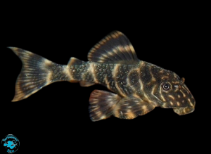 Zbrojnik L104 - Panaqolus maccus (Peckoltia maccus)