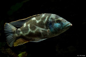 Pyszczak plamisty - Nimbochromis livingstoni