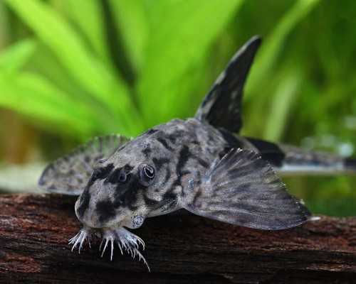 loricaria similima.jpg