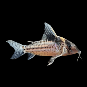 Kirysek Corydoras robustus UNIKAT! XXL!