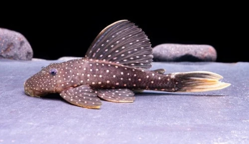 hypostomus luteus1.webp