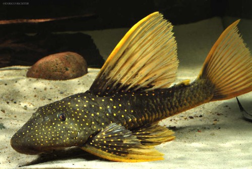 hypostomus luteus3.jpg