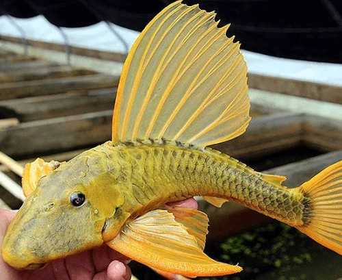 hypostomus luteus2.webp