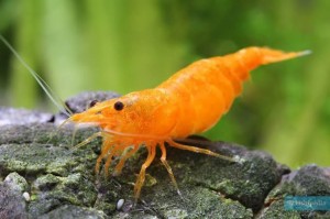 Krewetka Neocaridina heteropoda Orange