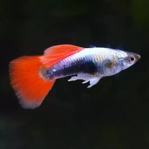 Gupik Santa Claus SAMCE - Poecilia reticulata