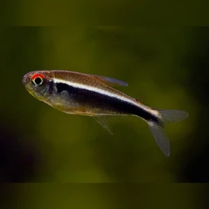 Neon Czarny diamentowy - Hyphessobrycon herbertaxelrodi