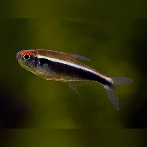 neon czarny diamentowy.webp