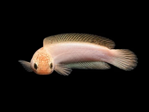 channa asiatica platinum.webp