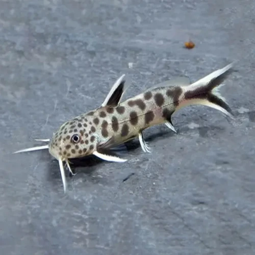 synodontis petricola.webp