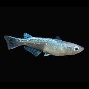 Ryżanka japońska sp. Metallic - Oryzias latipes