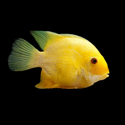 severum gold.webp