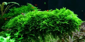 MECH CHRISTMAS MOSS
