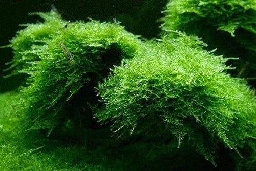 tropica-christmas-moss.jpg